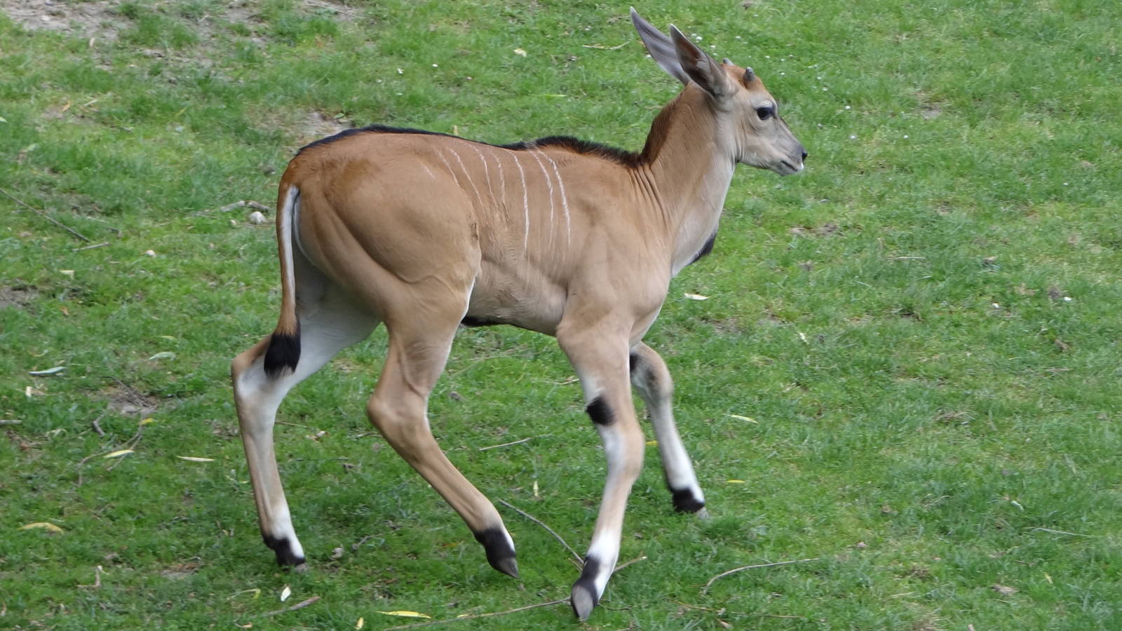 Eland
