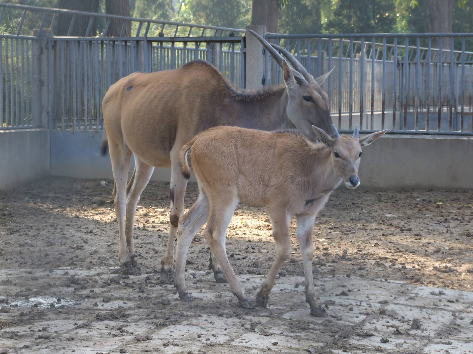 eland