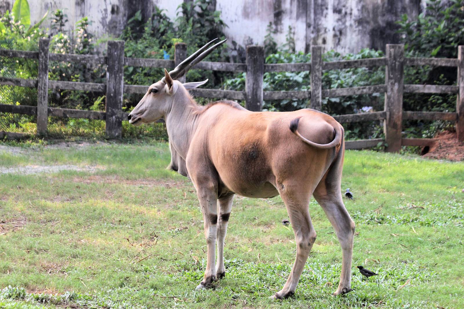 Eland