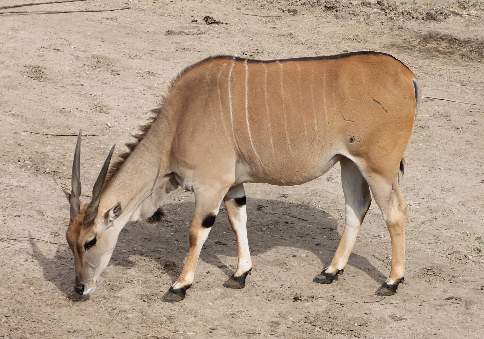 Eland
