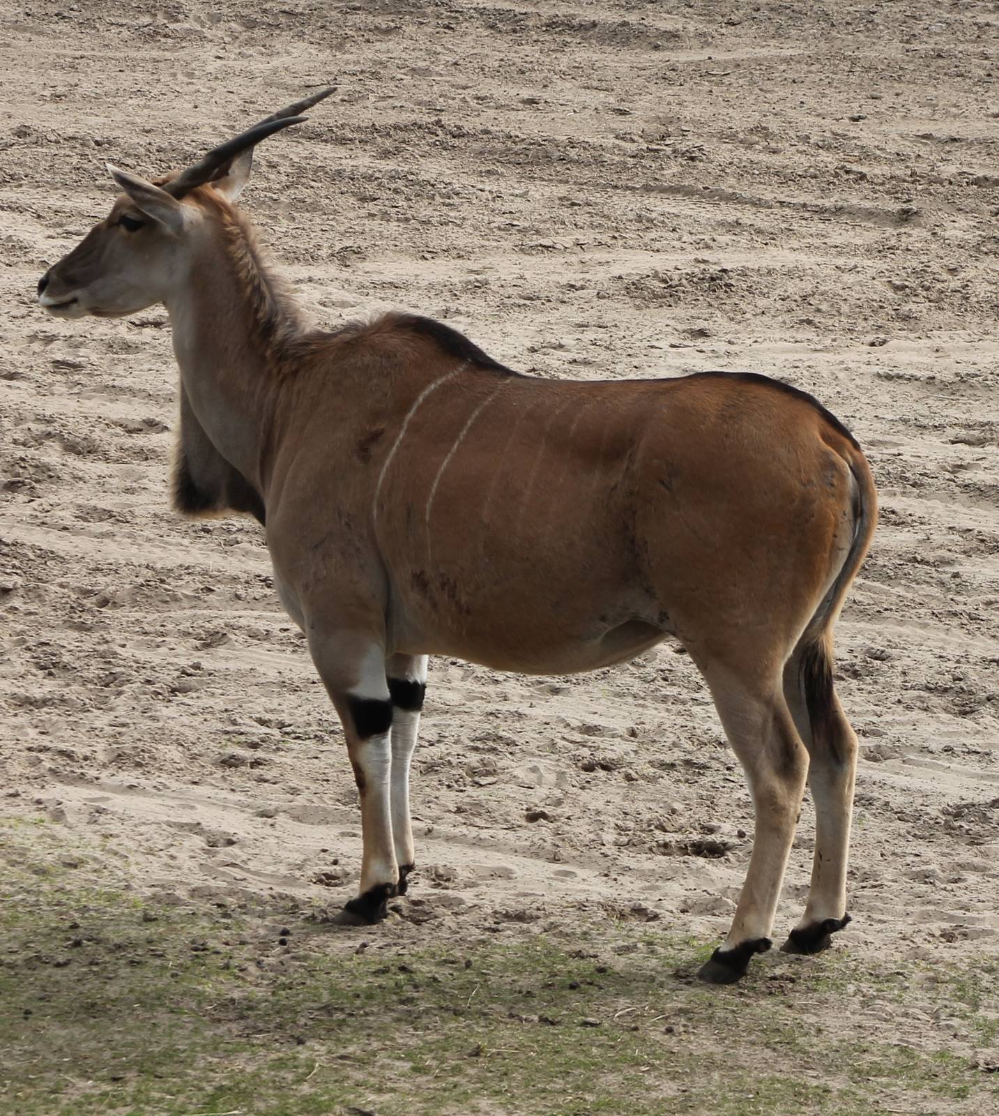 Eland