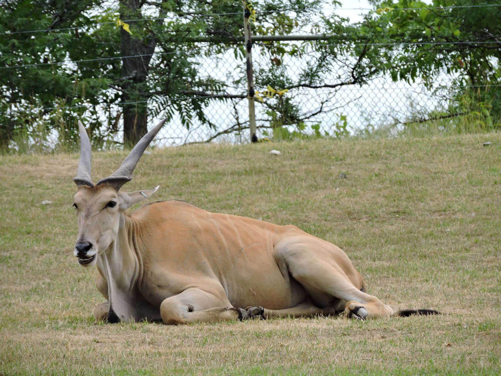 Eland