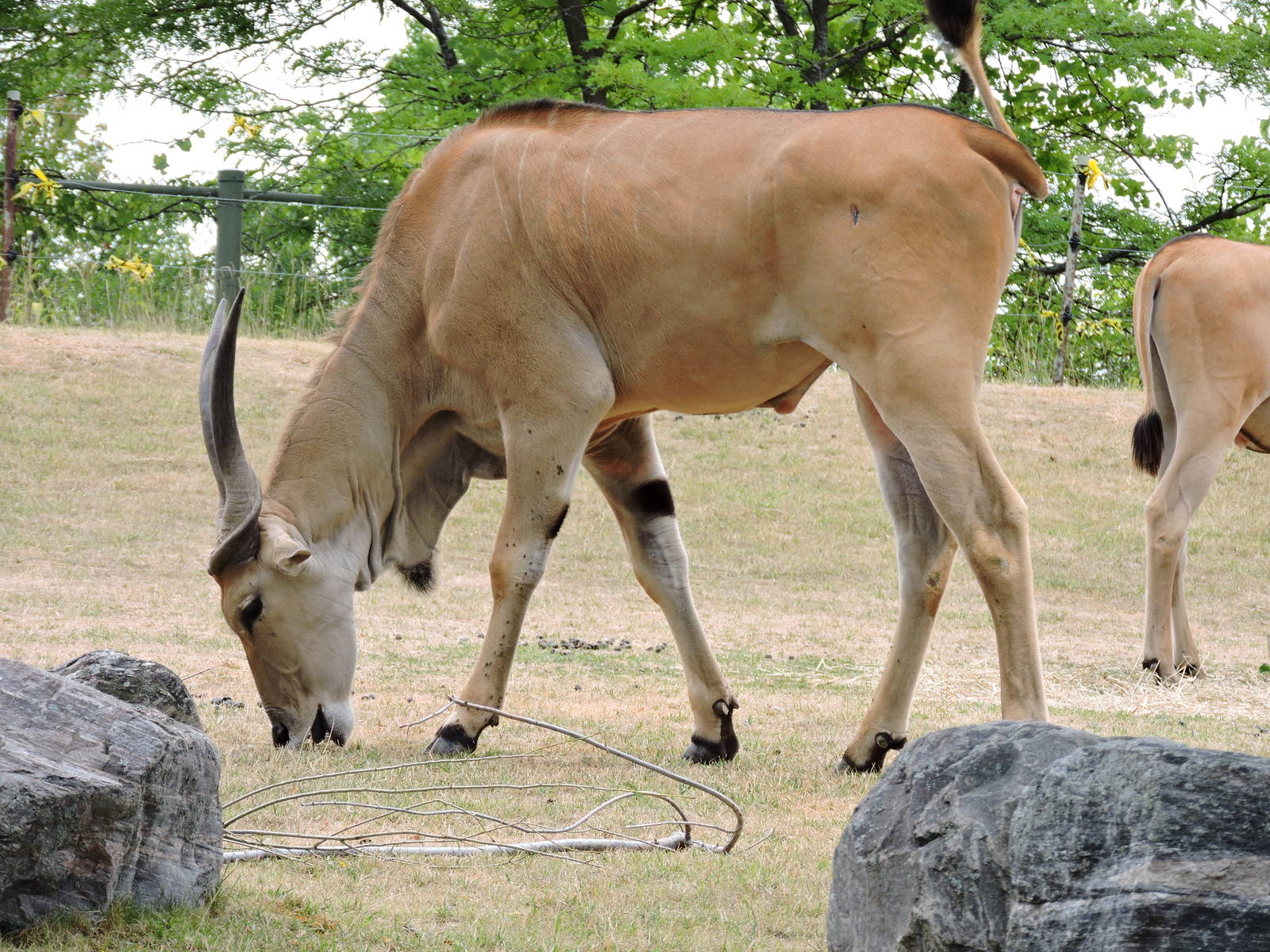 Eland