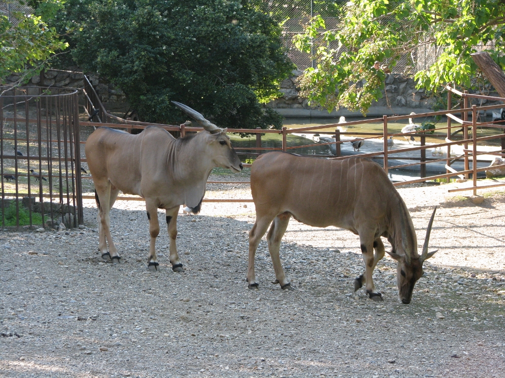 Eland