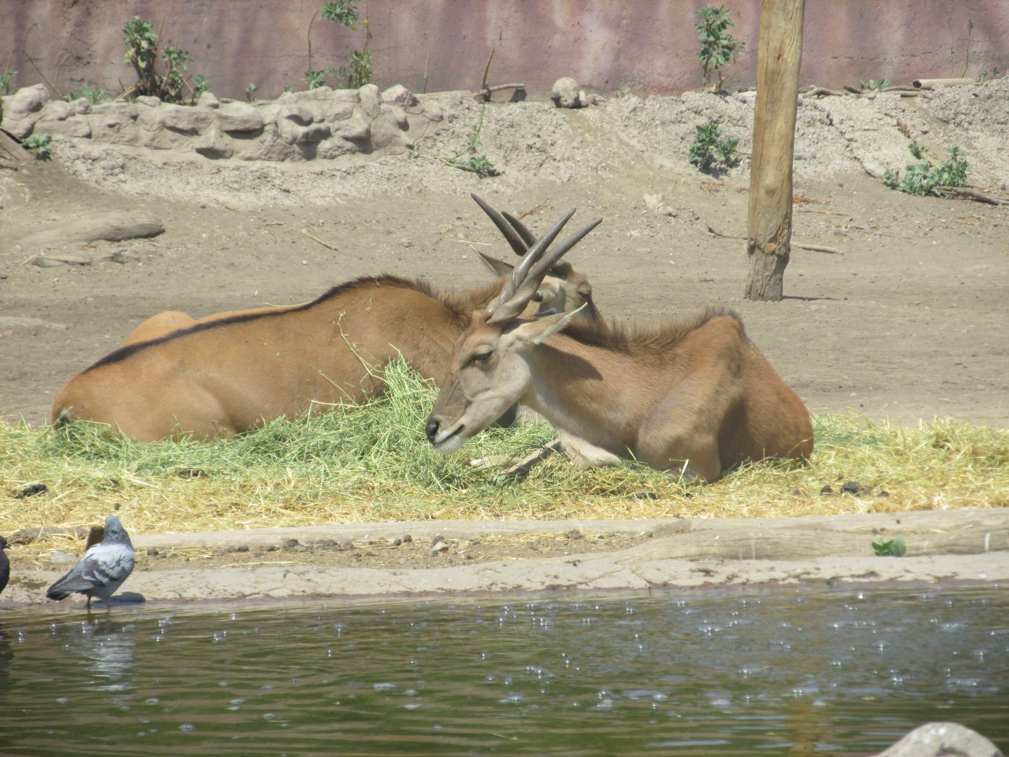 eland