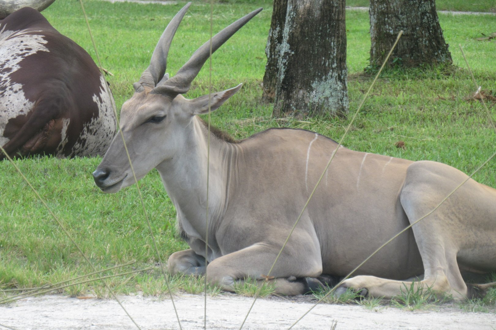 eland