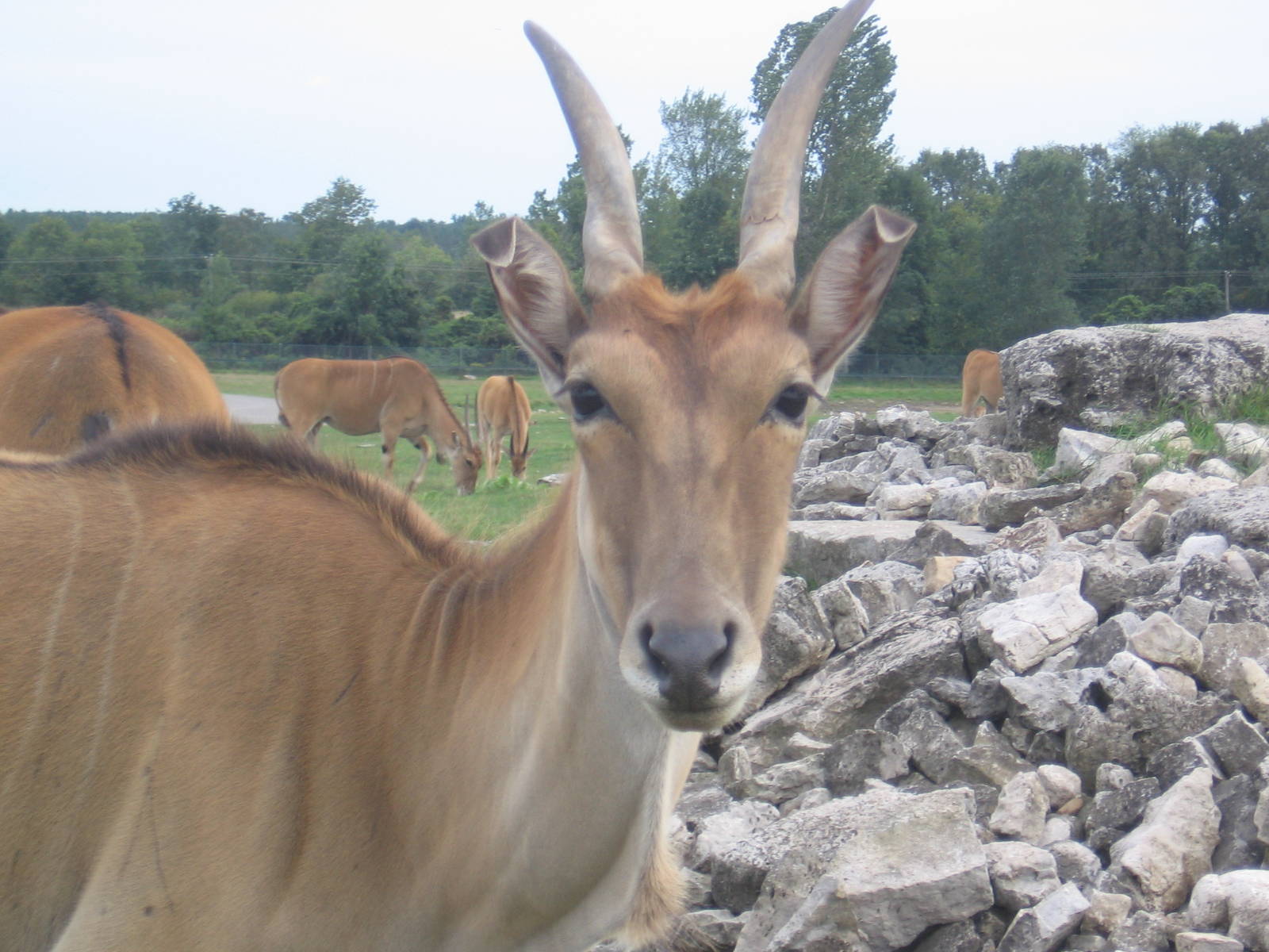 Eland