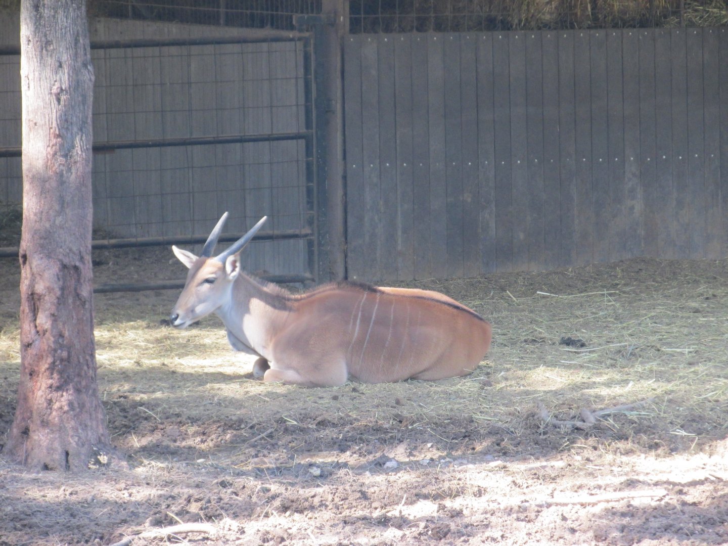 ELAND