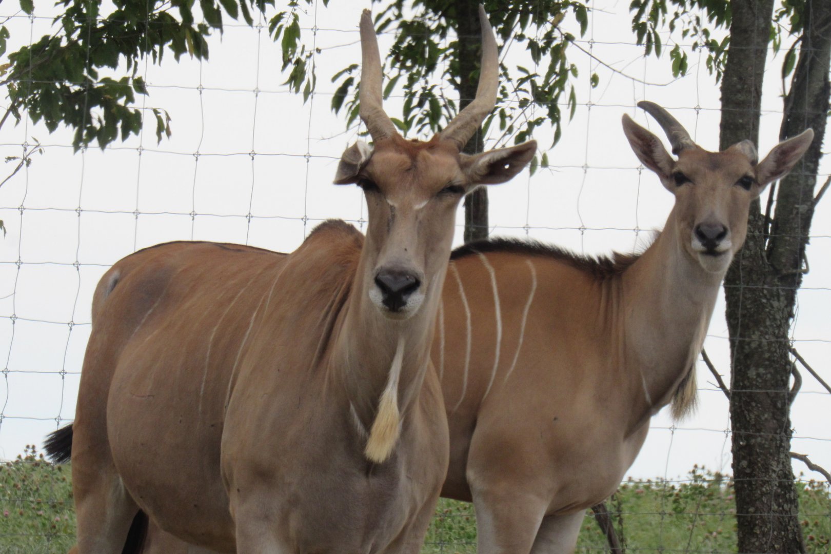 eland