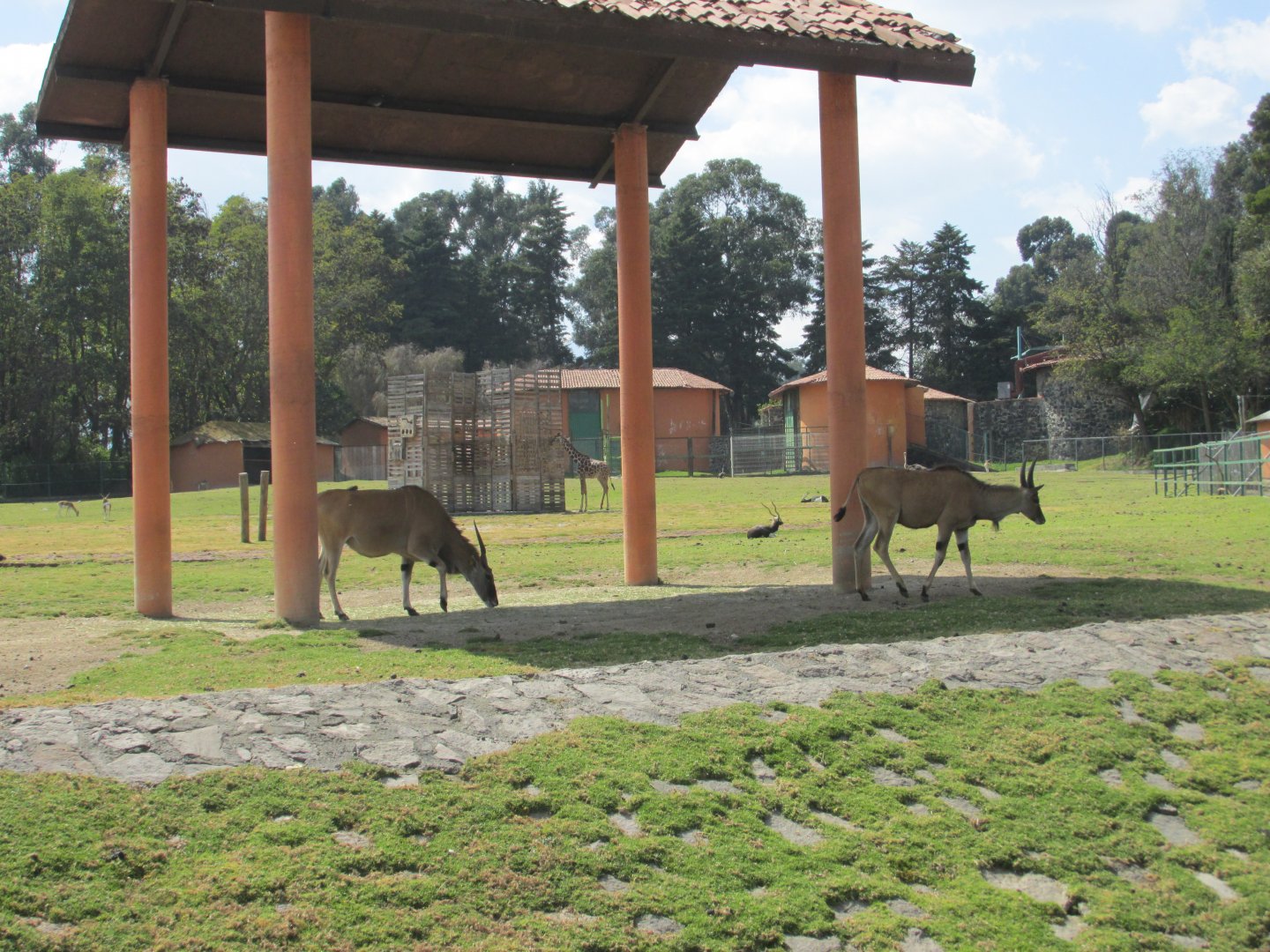 ELAND