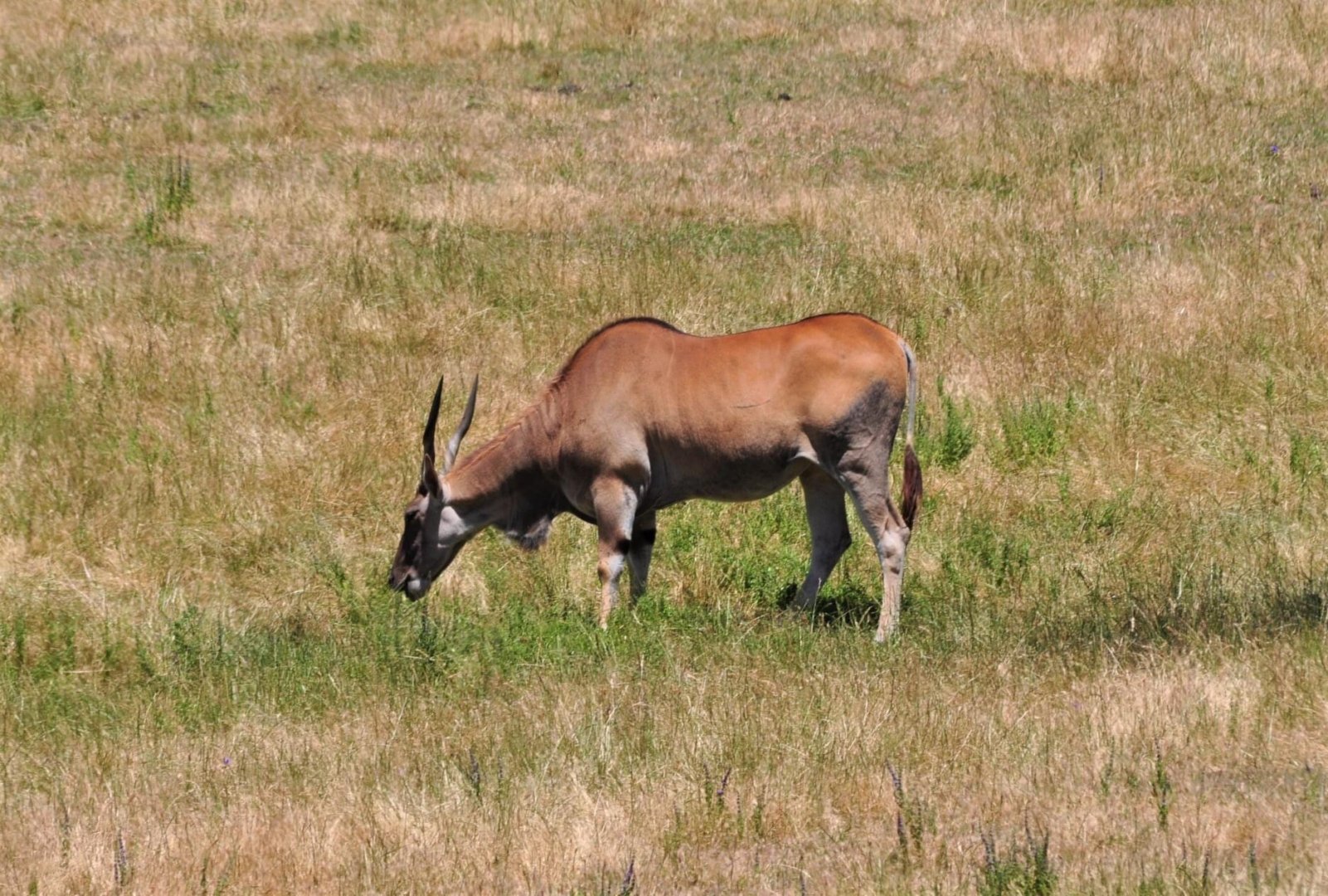 Eland