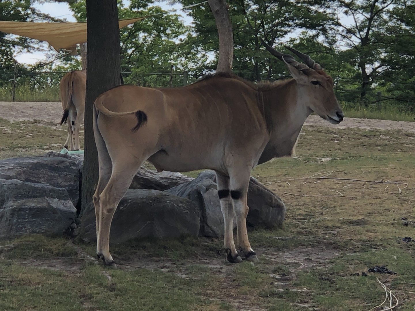 Eland