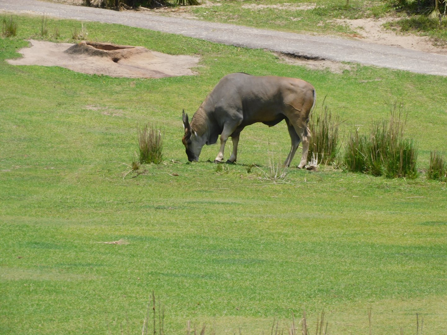 Eland