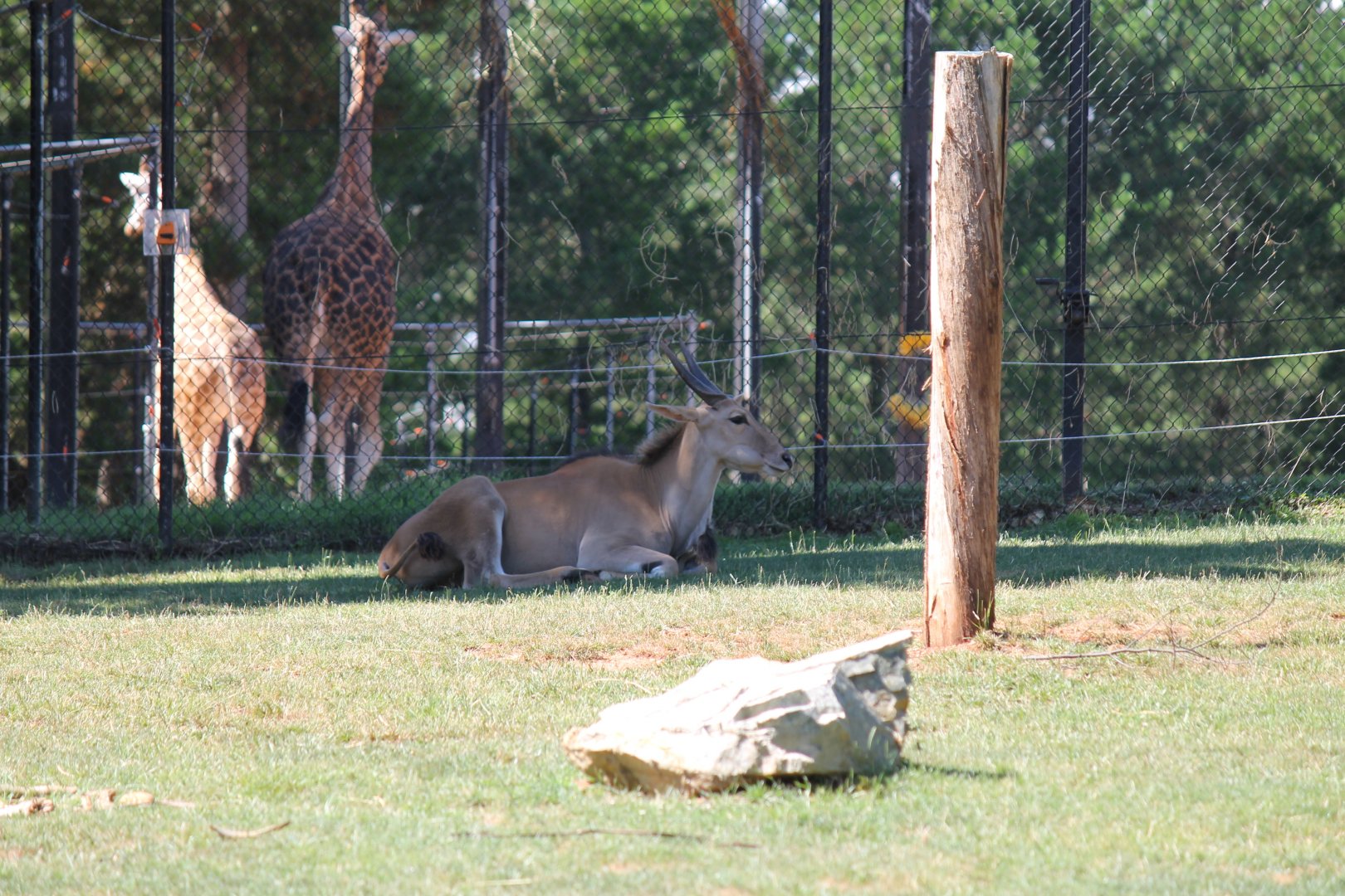 Eland