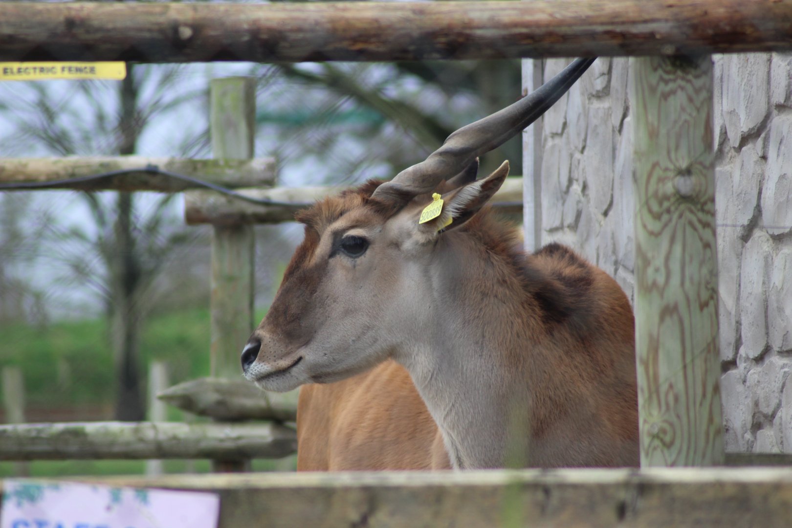 Eland