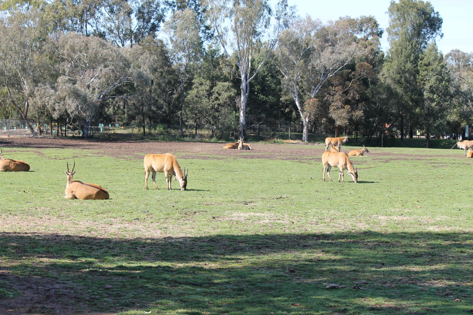 Eland
