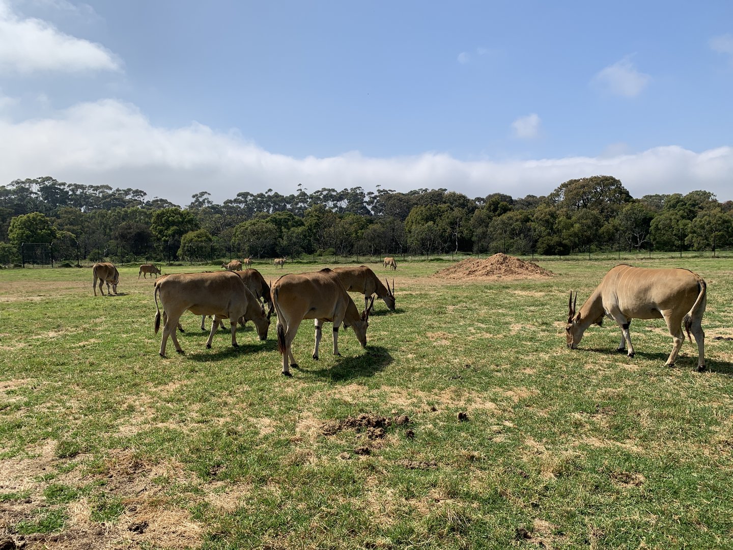 Eland