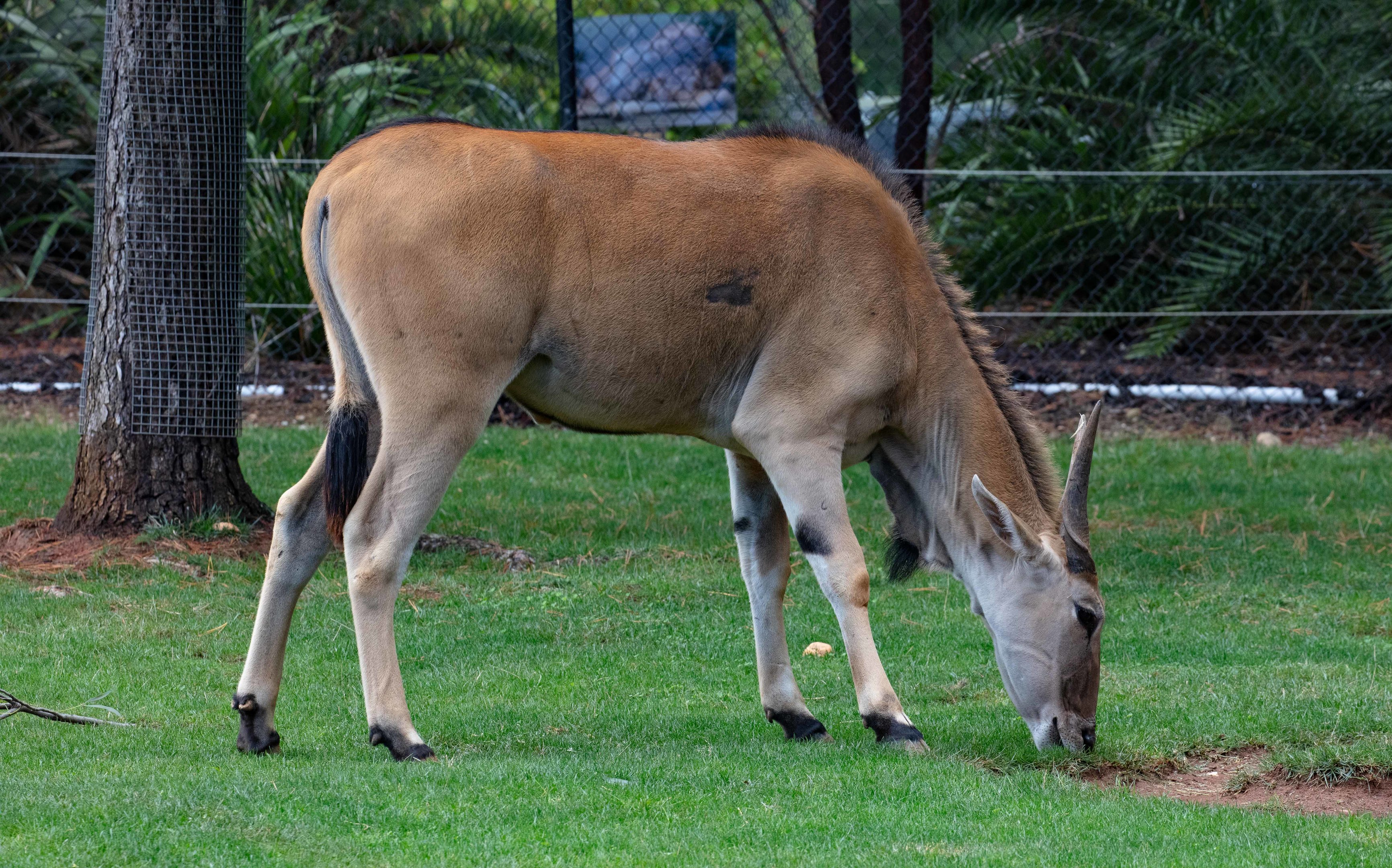 Eland