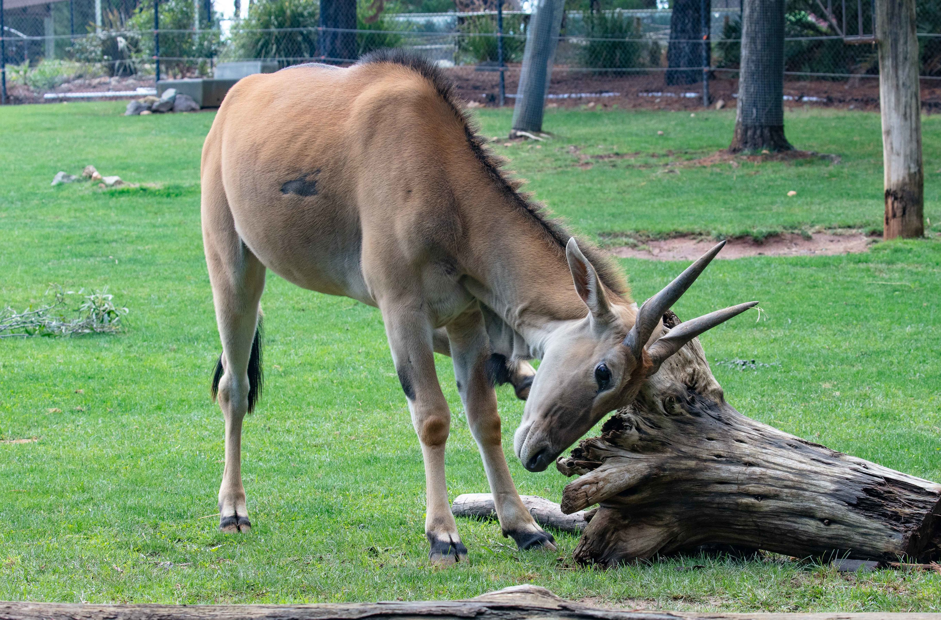 Eland
