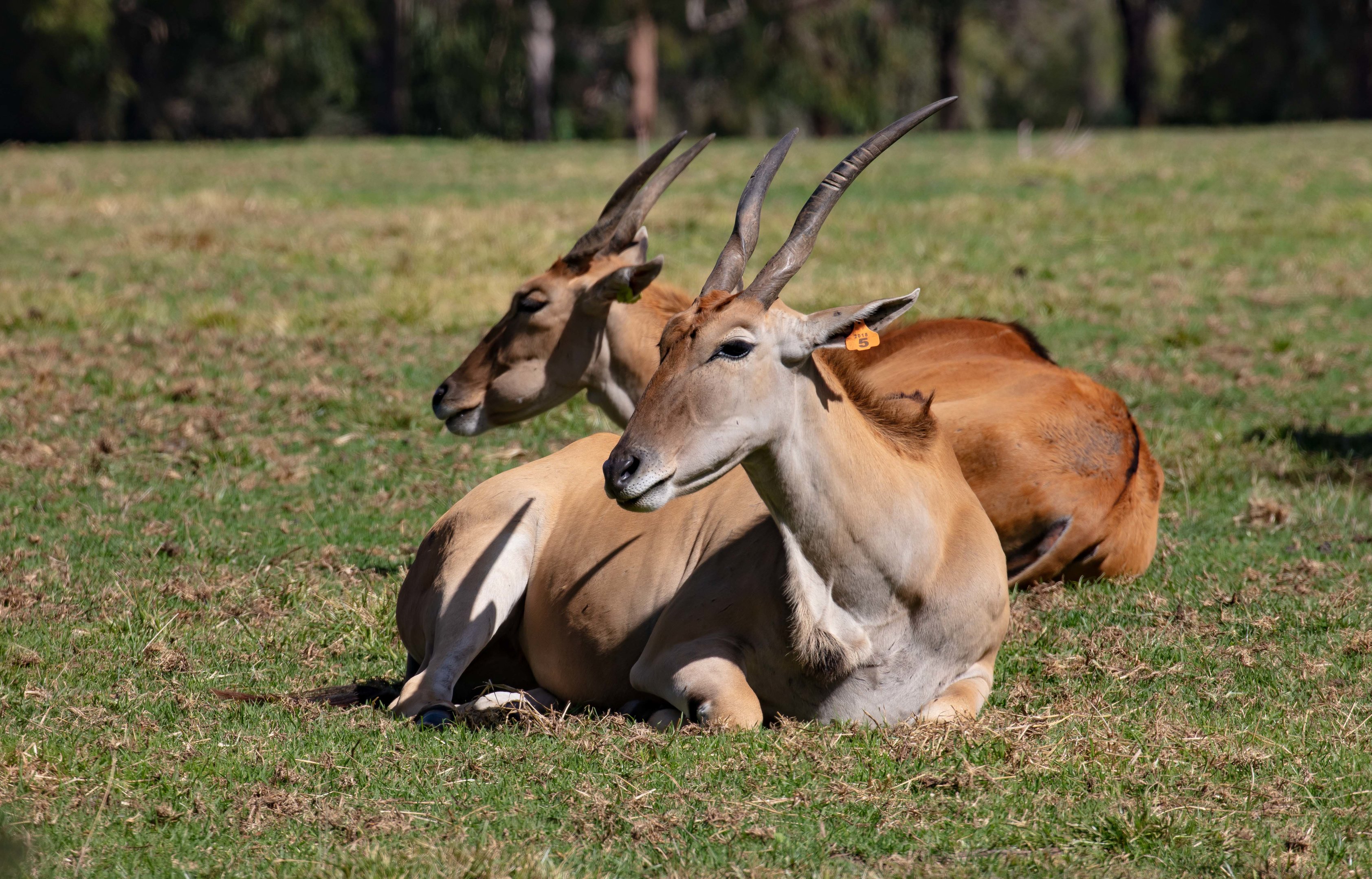 Eland