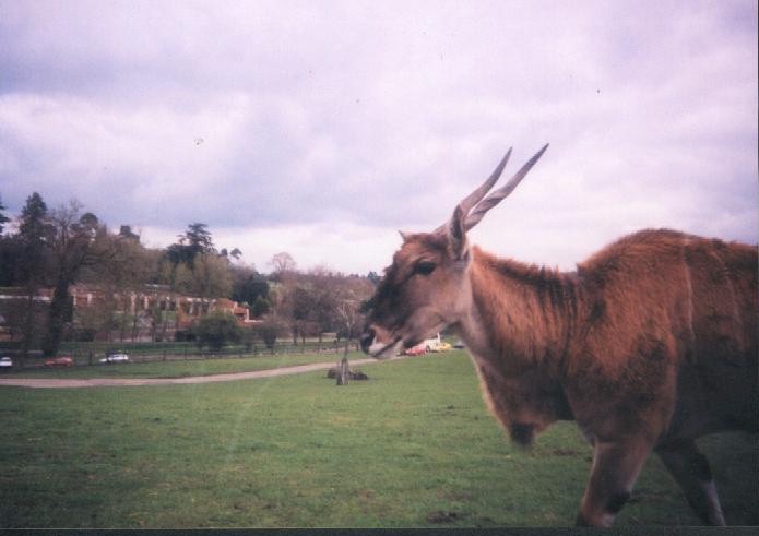 Eland