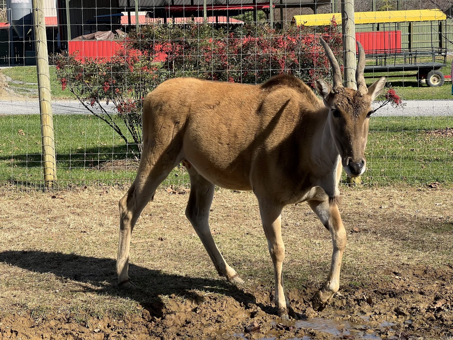 Eland