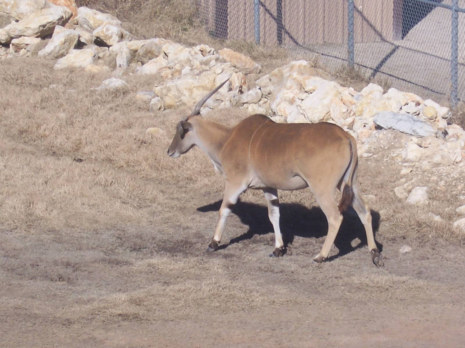 Eland