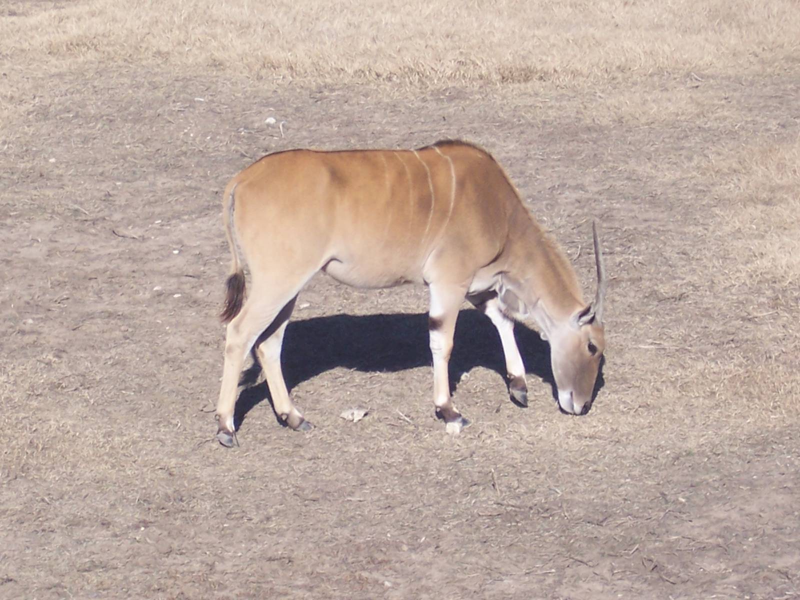 Eland