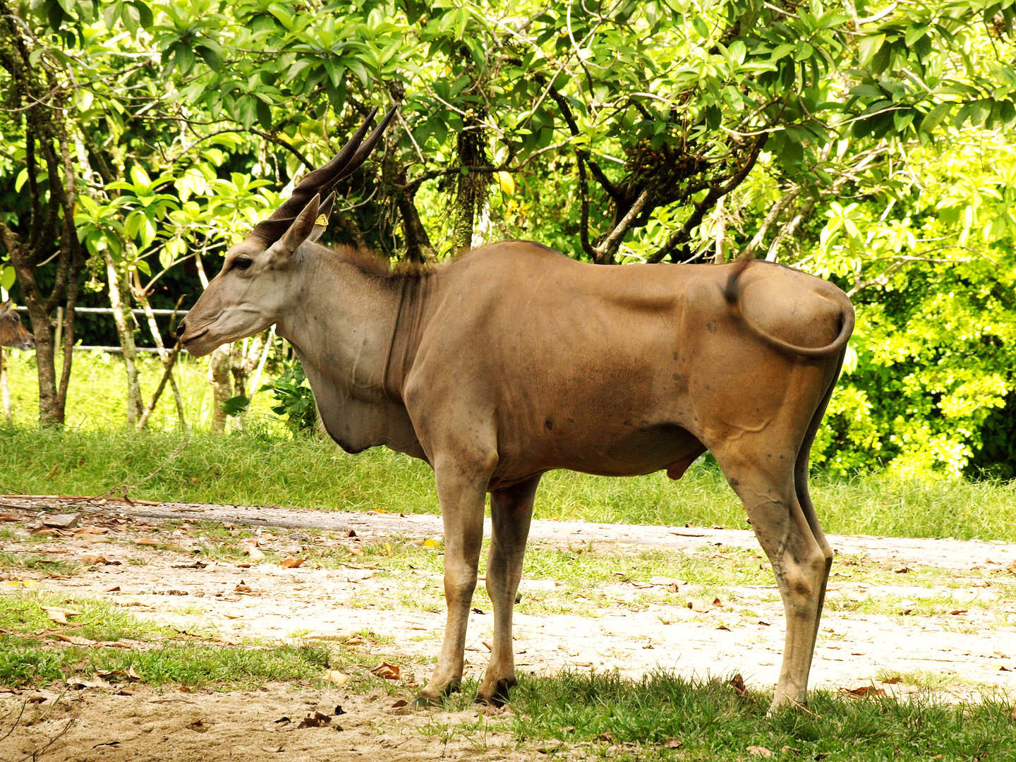 Eland