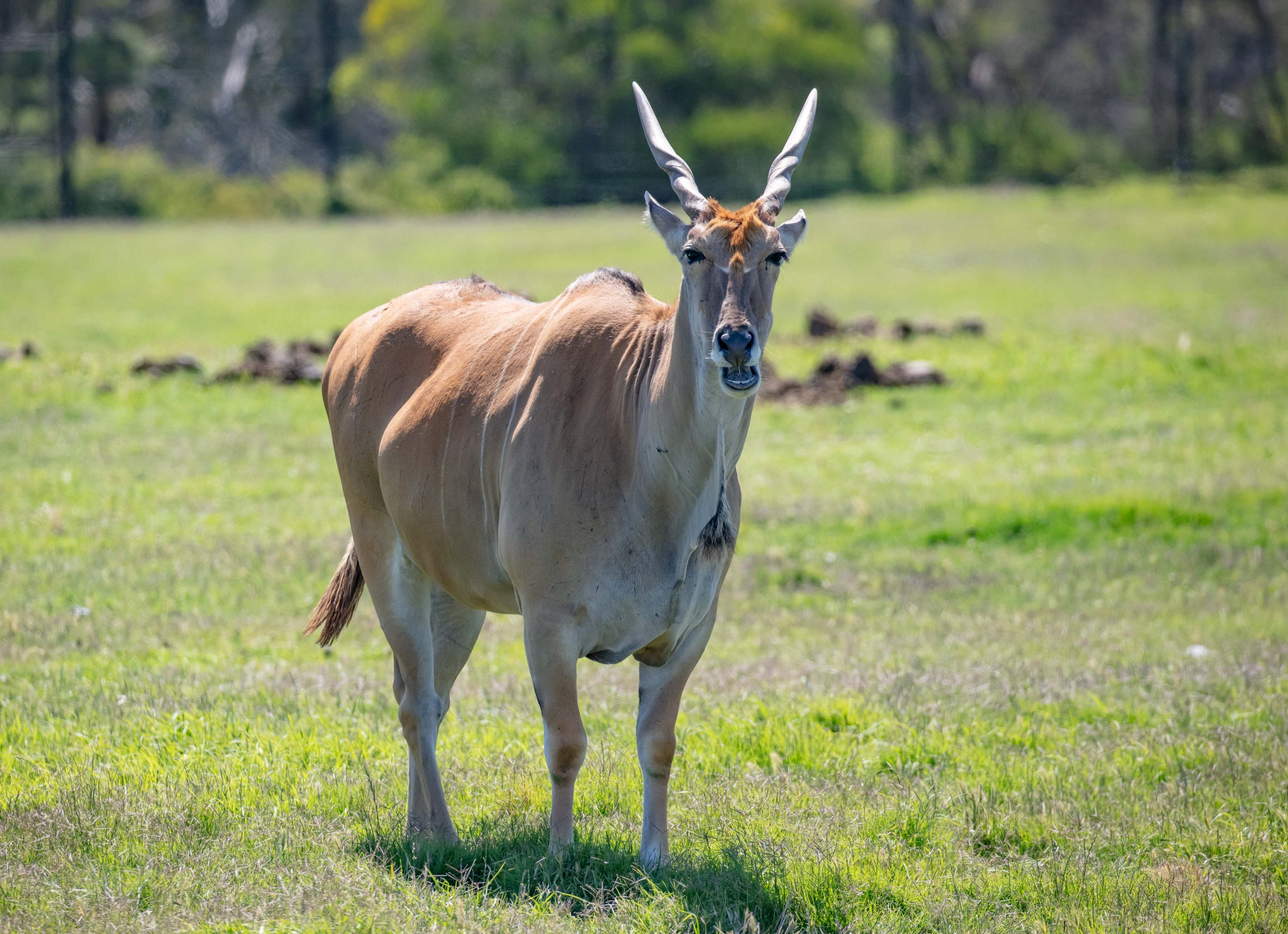Eland
