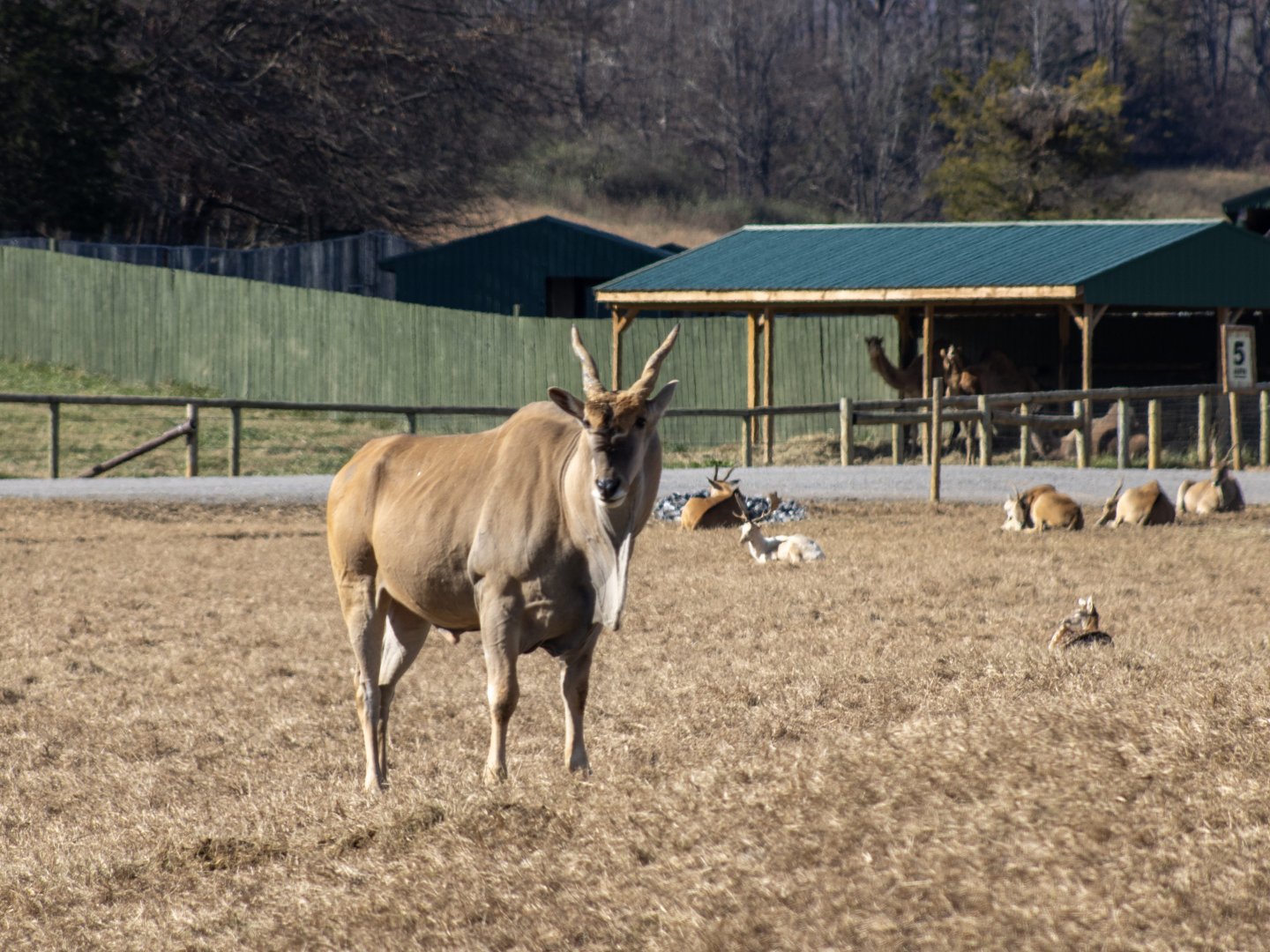 Eland