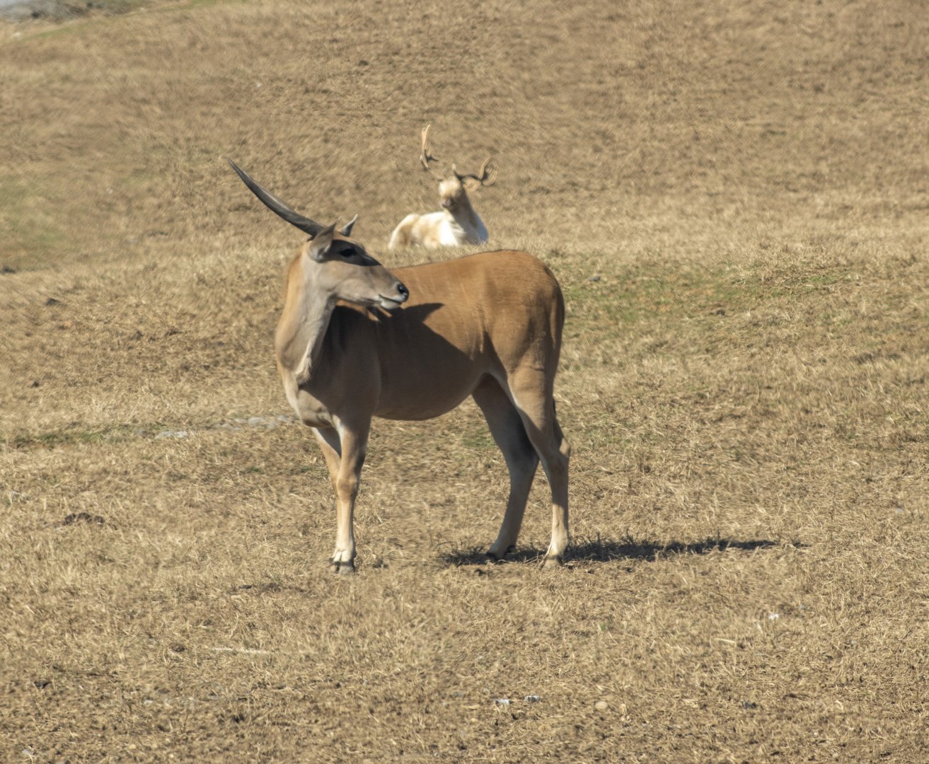 Eland