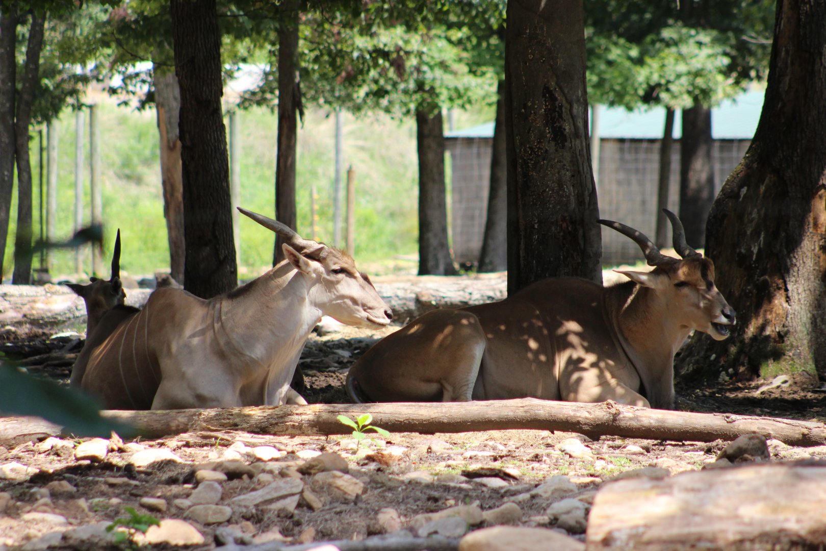 Eland