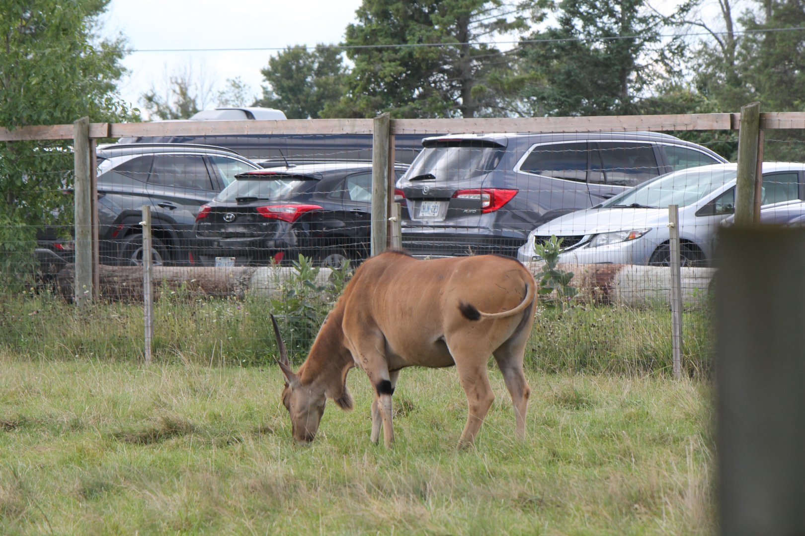eland