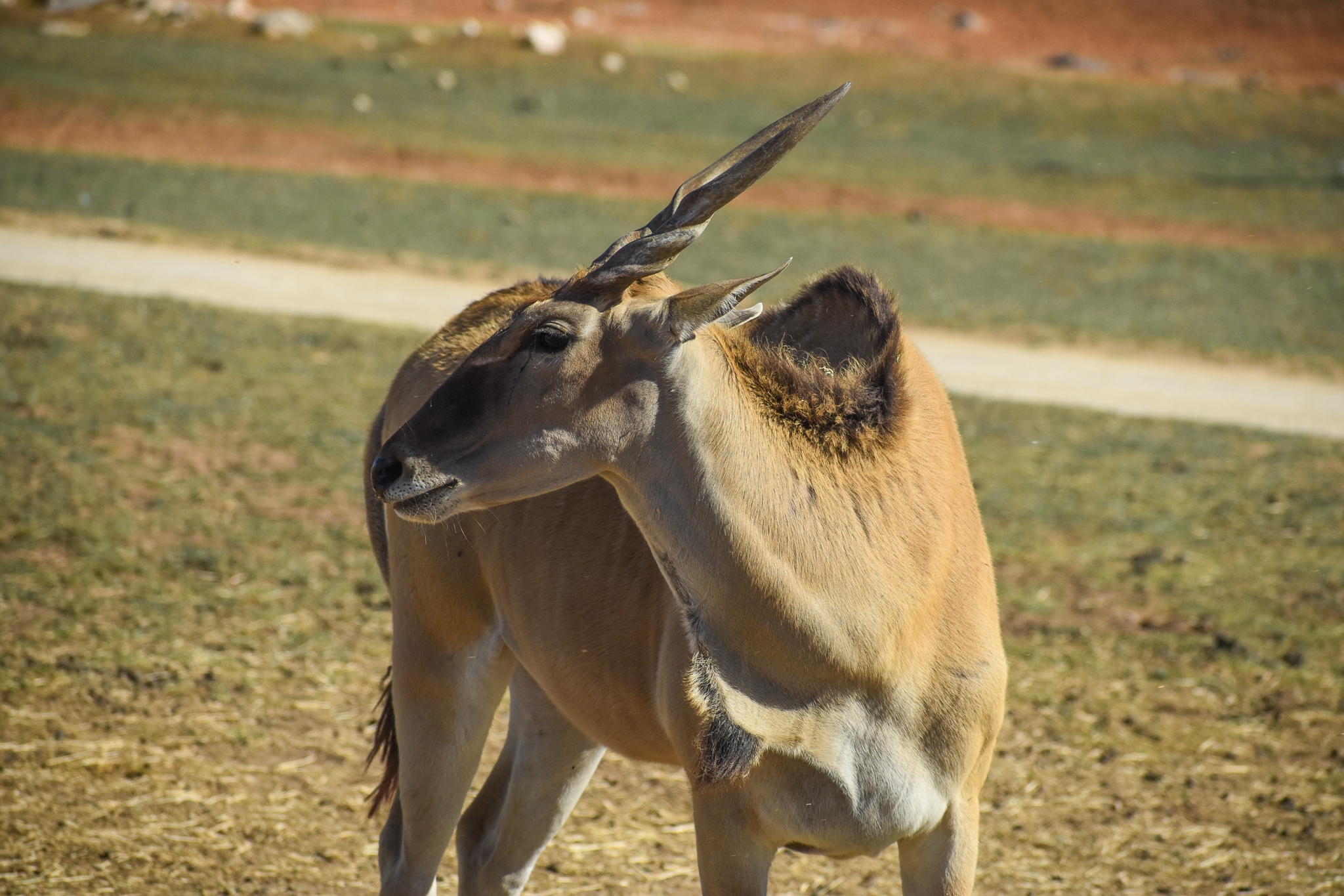 Eland