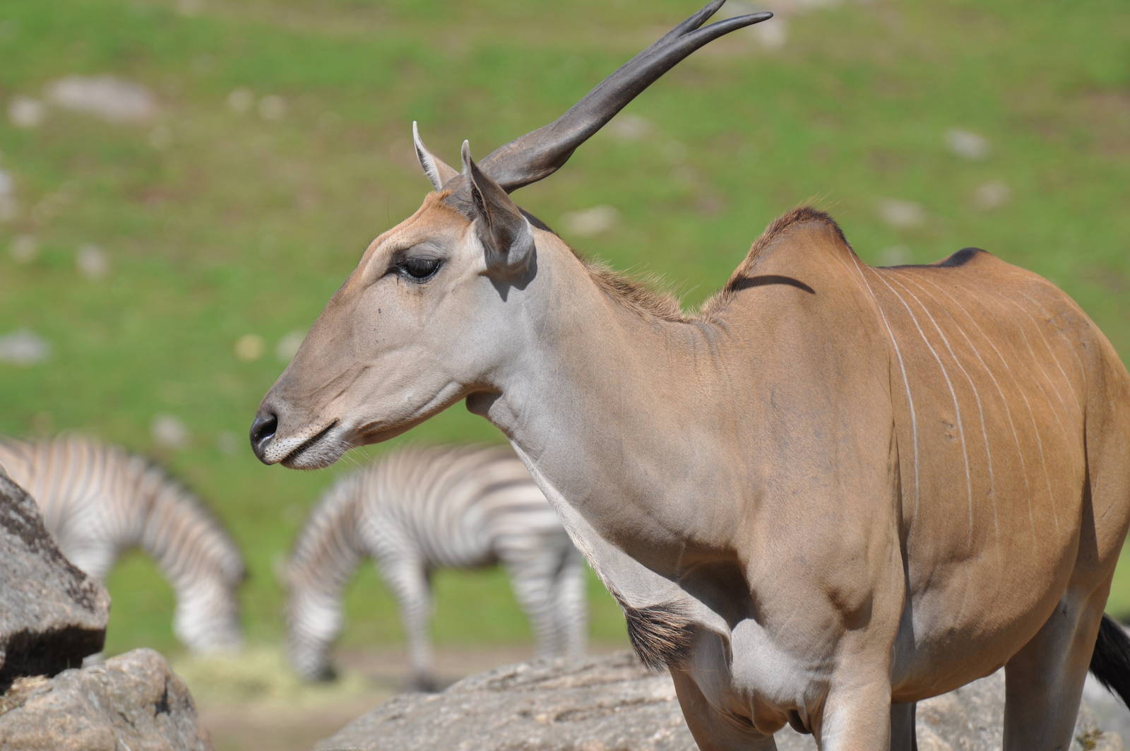 Eland