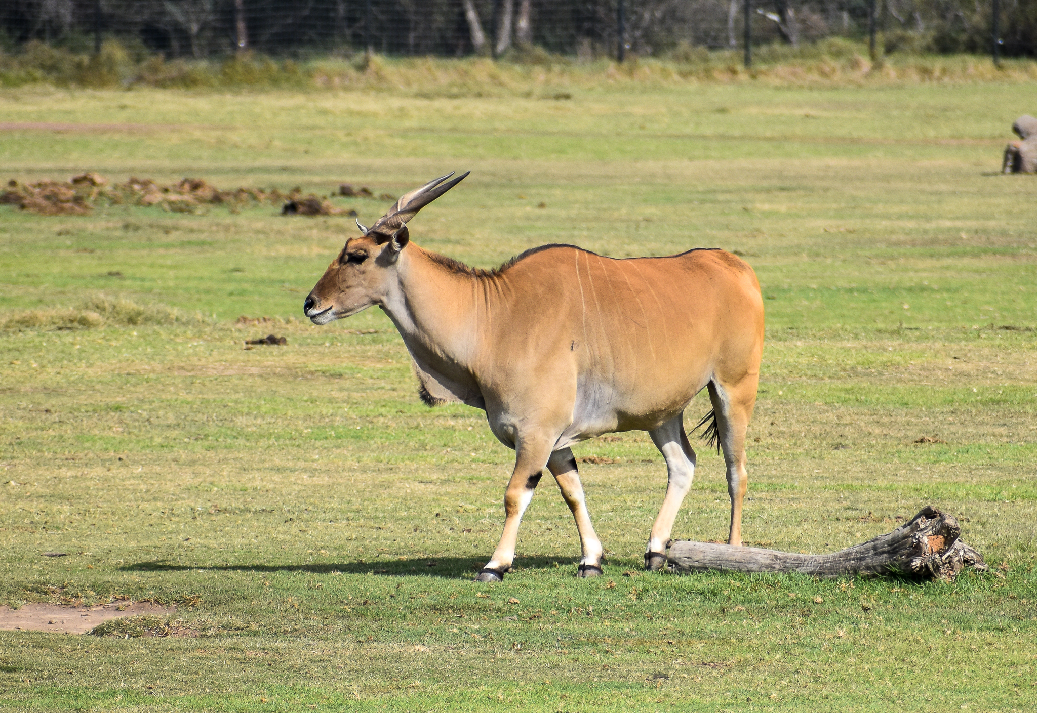 Eland
