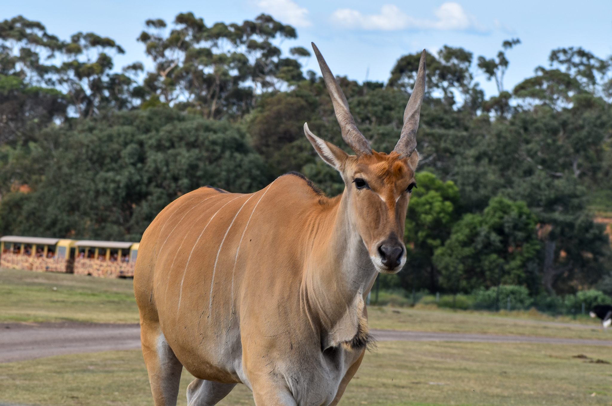 Eland