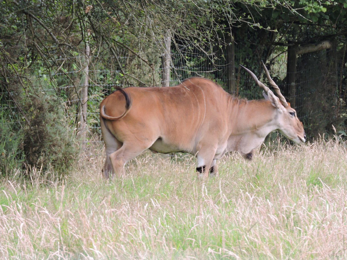 Eland