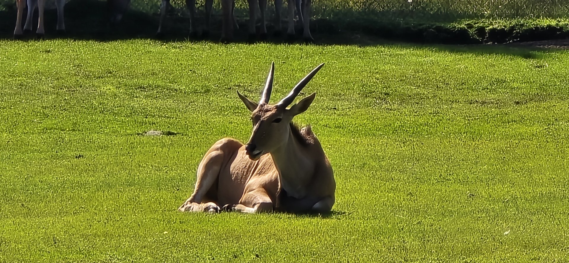 Eland