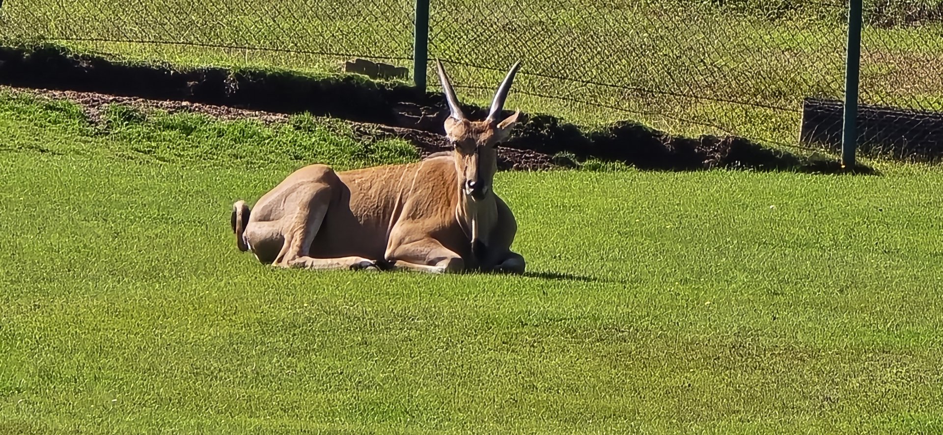 Eland