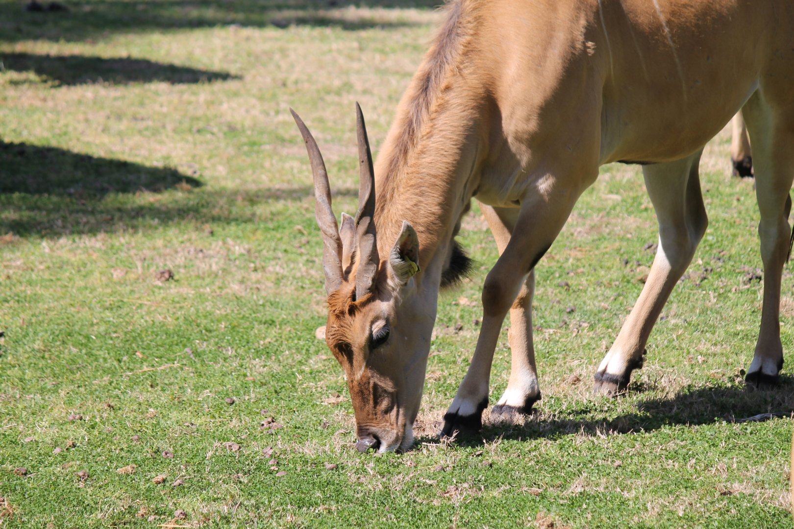 Eland