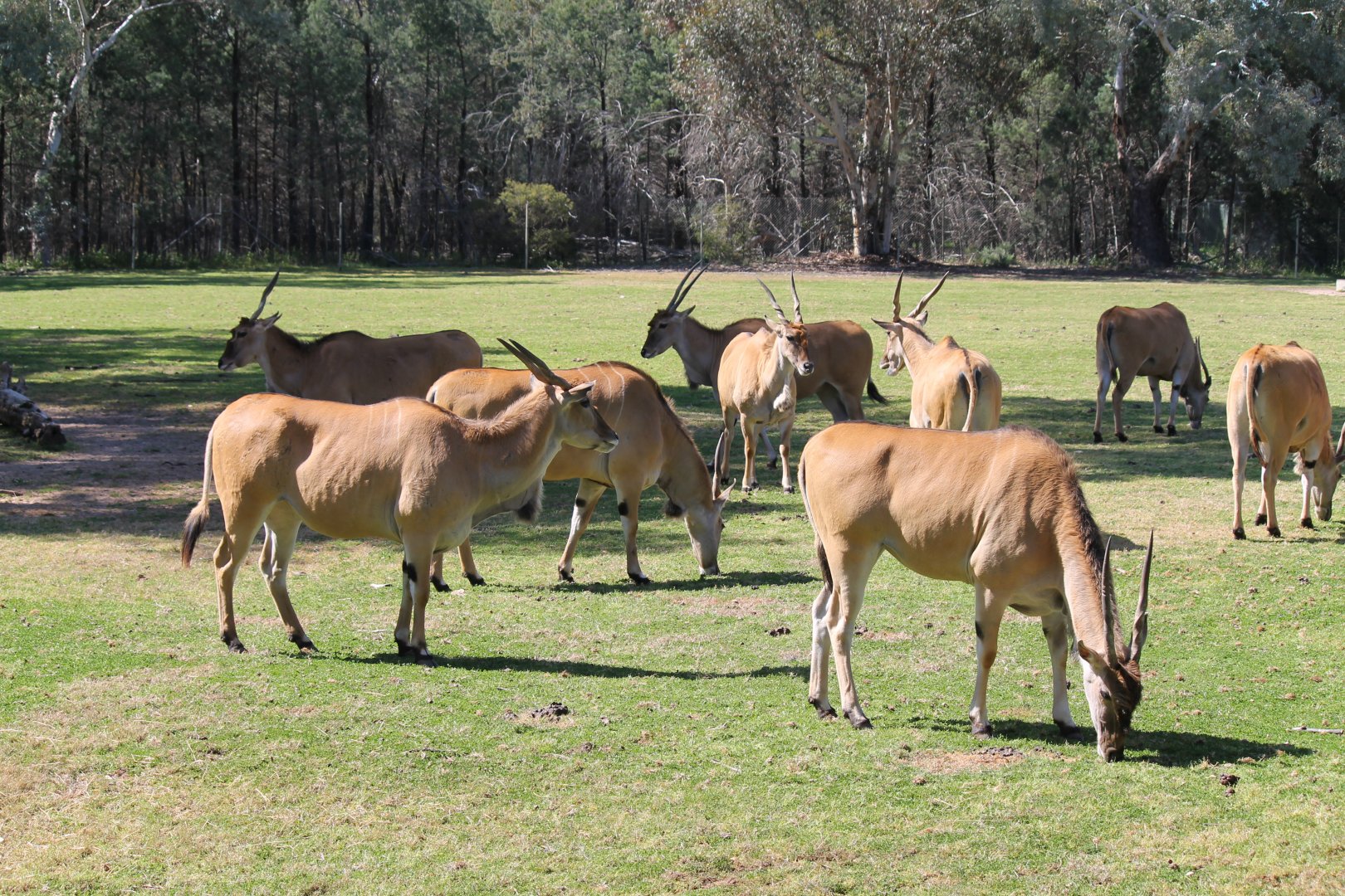 Eland