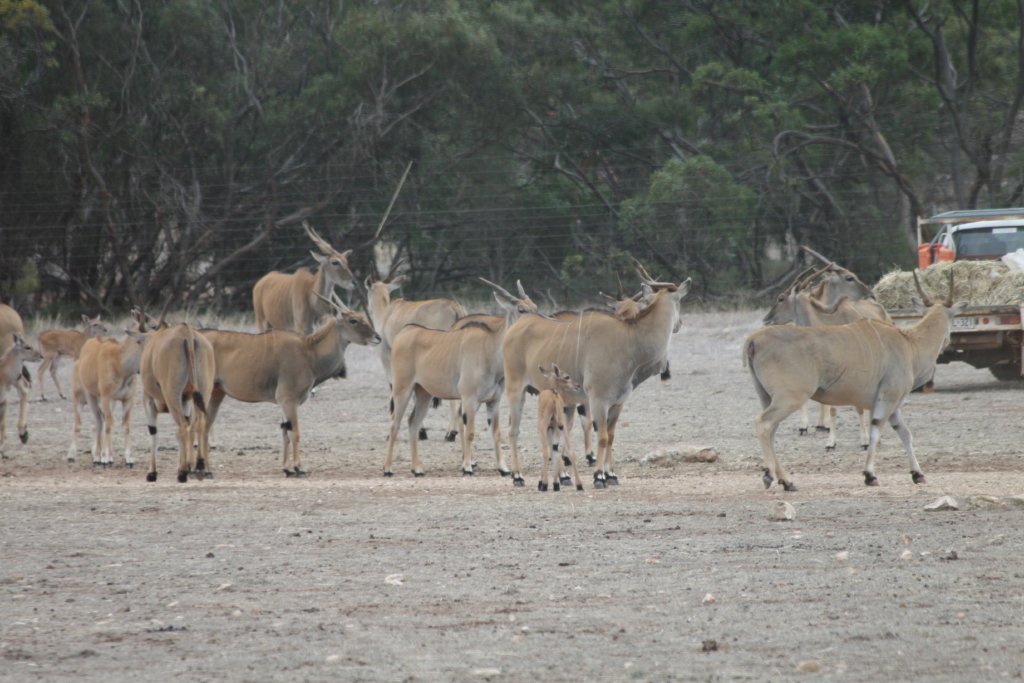 Eland