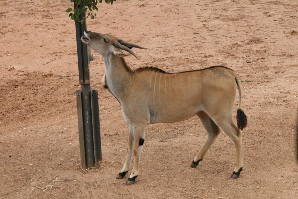 Eland