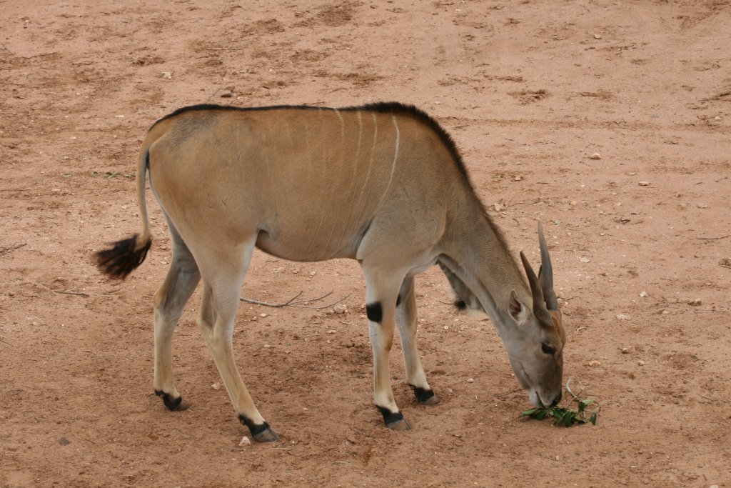 Eland