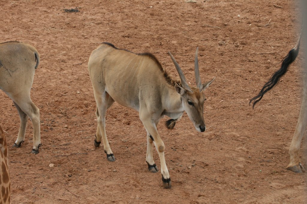 Eland
