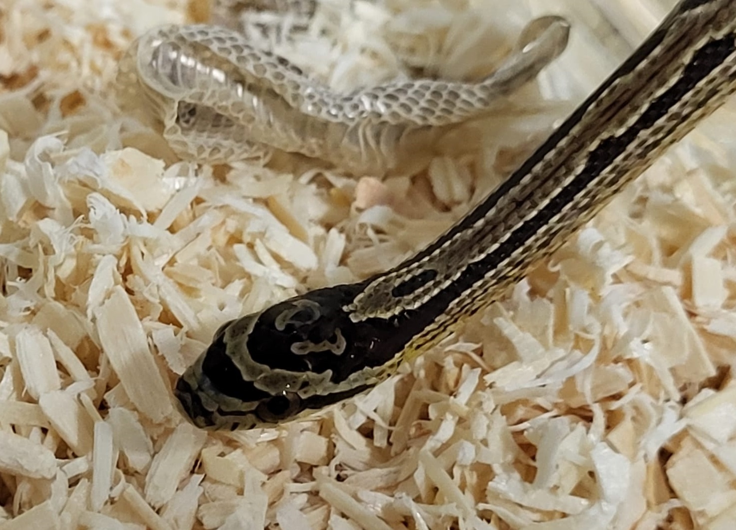 Elaphe bimaculata - juvenile