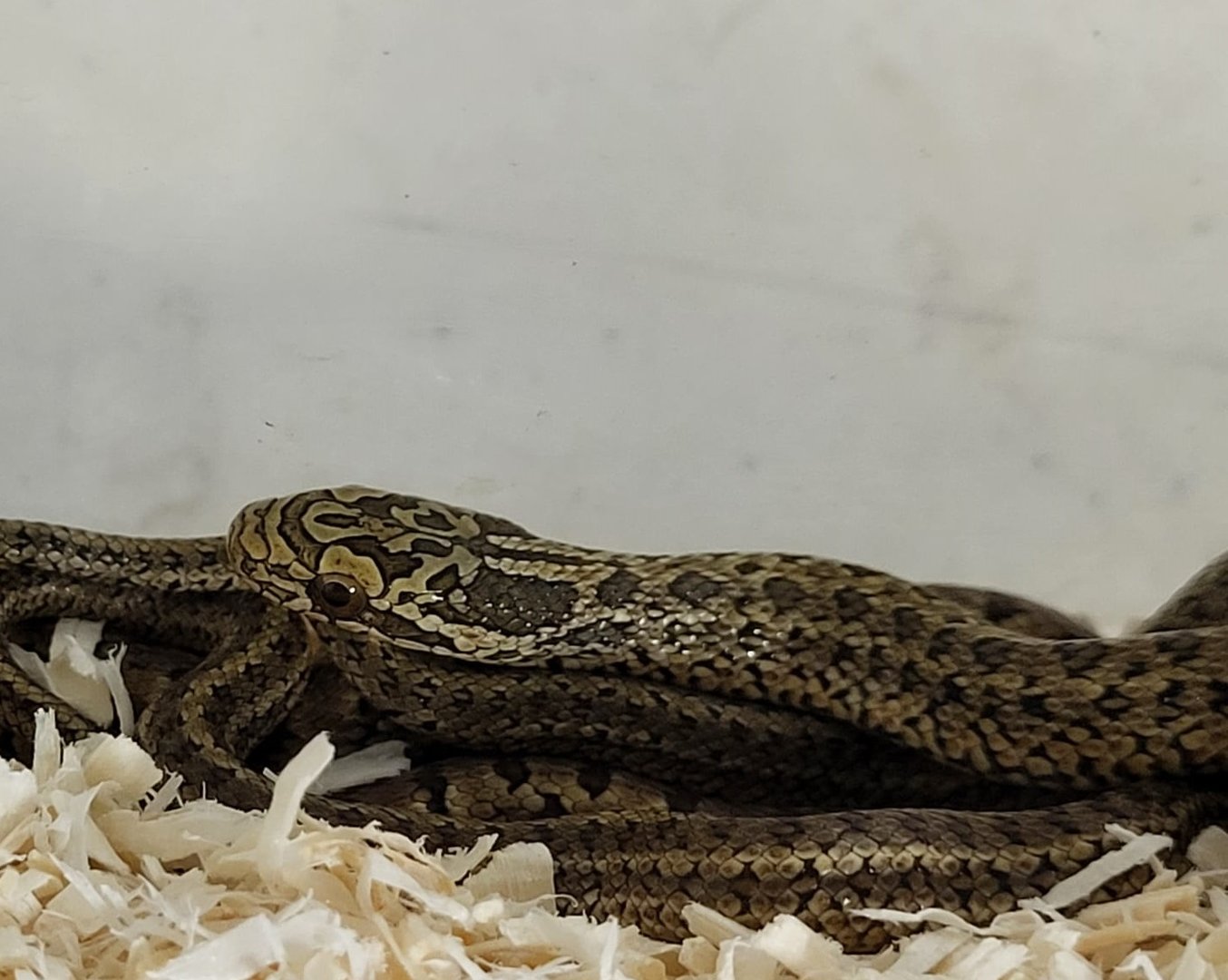 Elaphe dione - juvenile