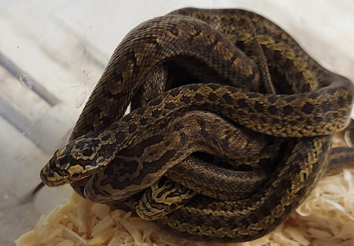 Elaphe dione - juvenile